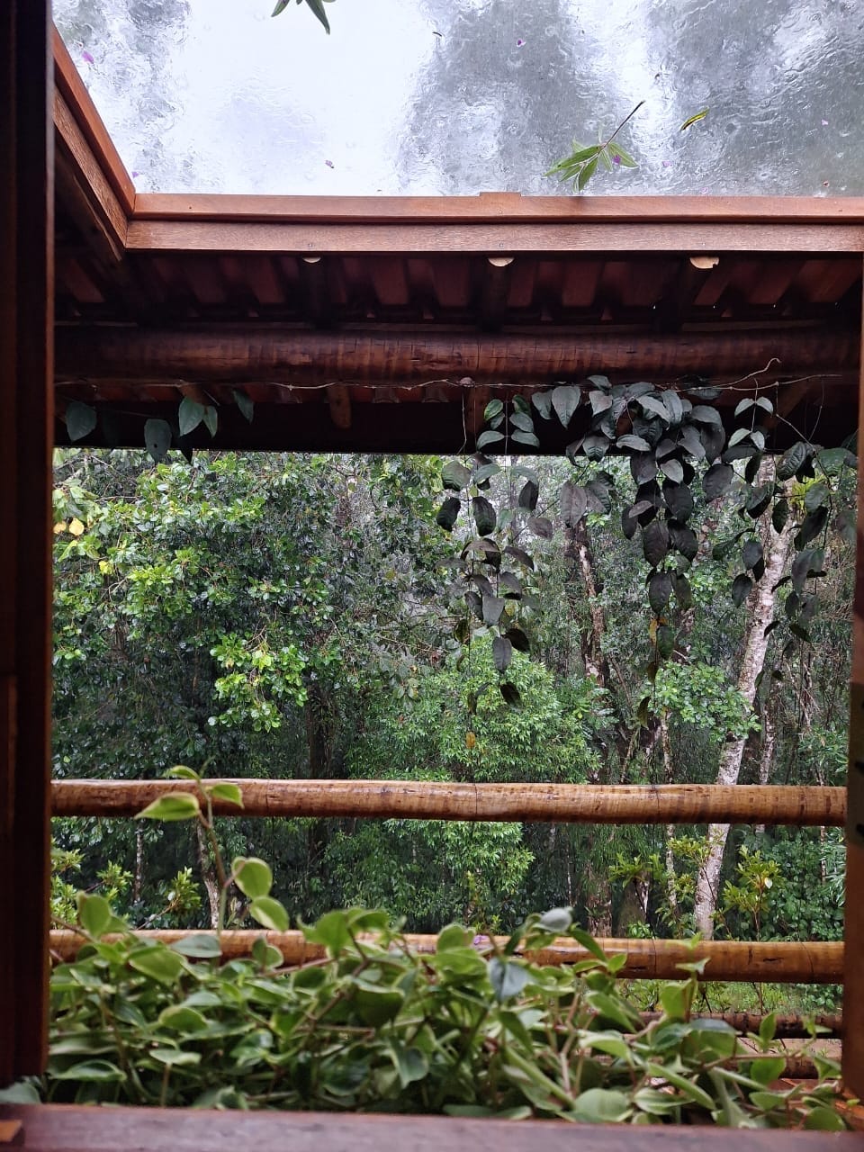 Manacá da Serra (17)